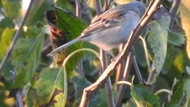 Clay-colored Sparrow - ML646291450