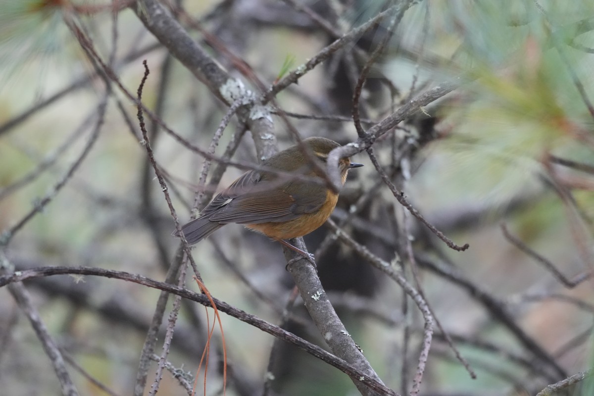 White-browed Bush-Robin - ML646291451
