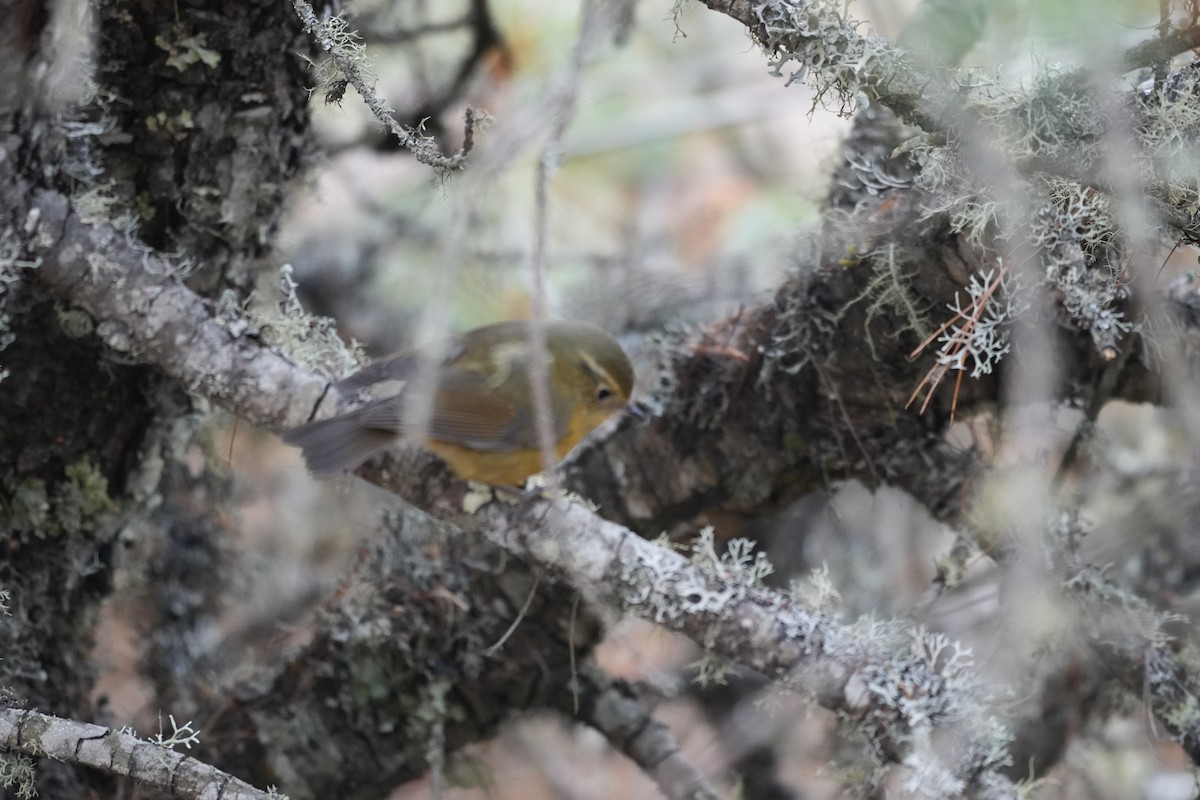 White-browed Bush-Robin - ML646291452