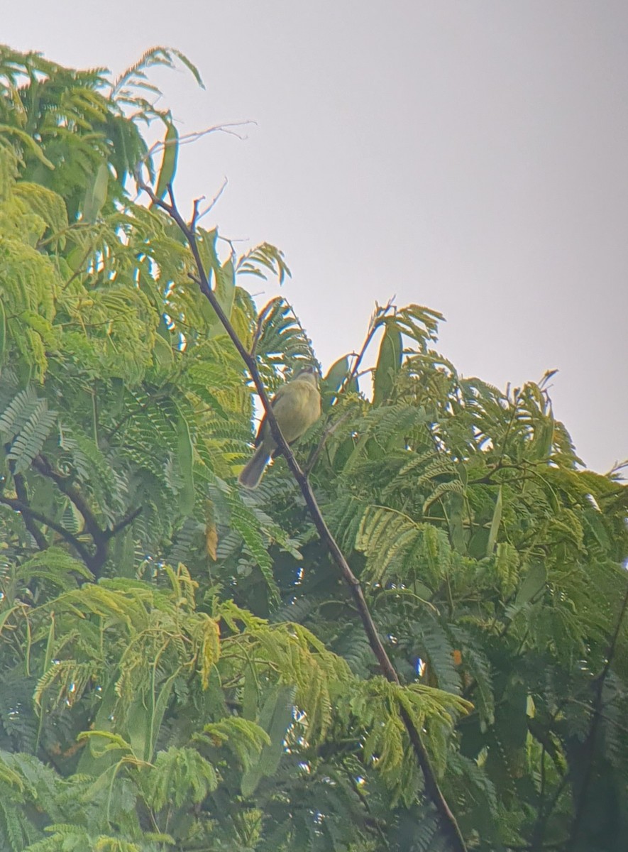 Red-billed Tyrannulet - ML646291454