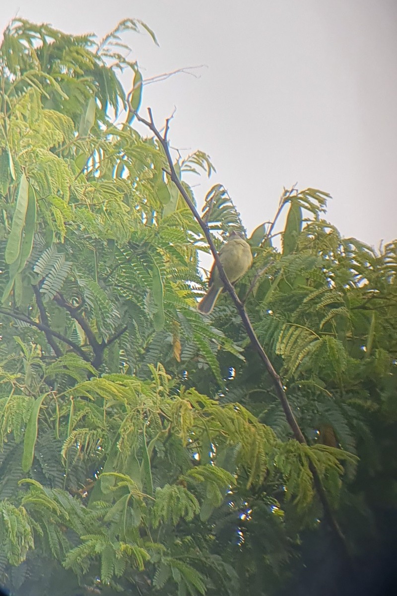 Red-billed Tyrannulet - ML646291456