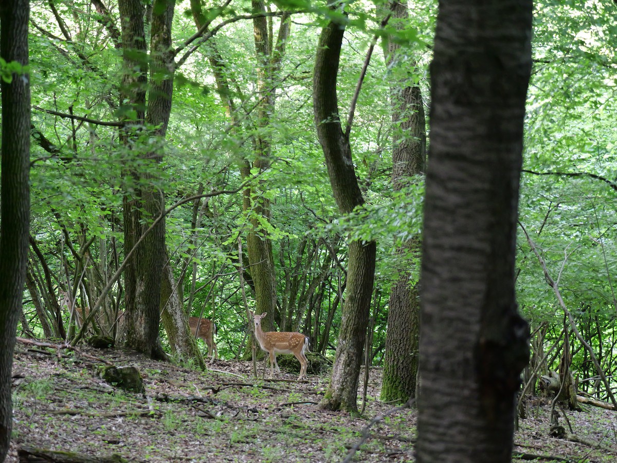 Animals - ML646291457