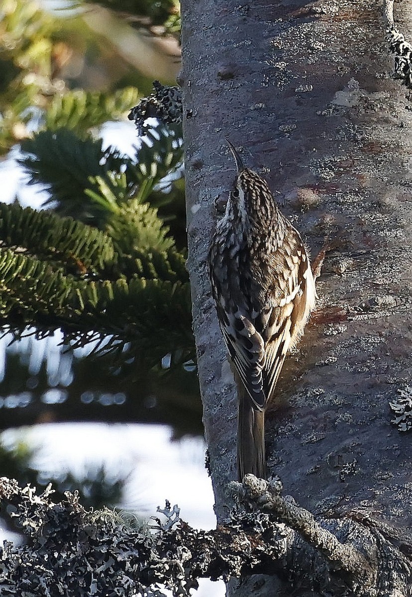 Brown Creeper - ML646291458