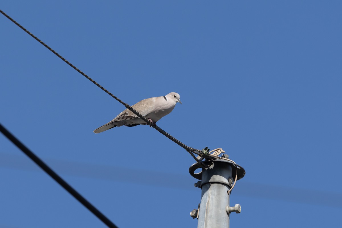 Tortora dal collare - ML646291459