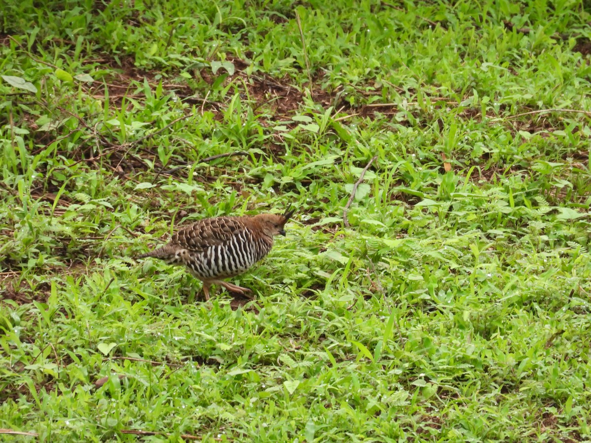 Banded Quail - ML646291461