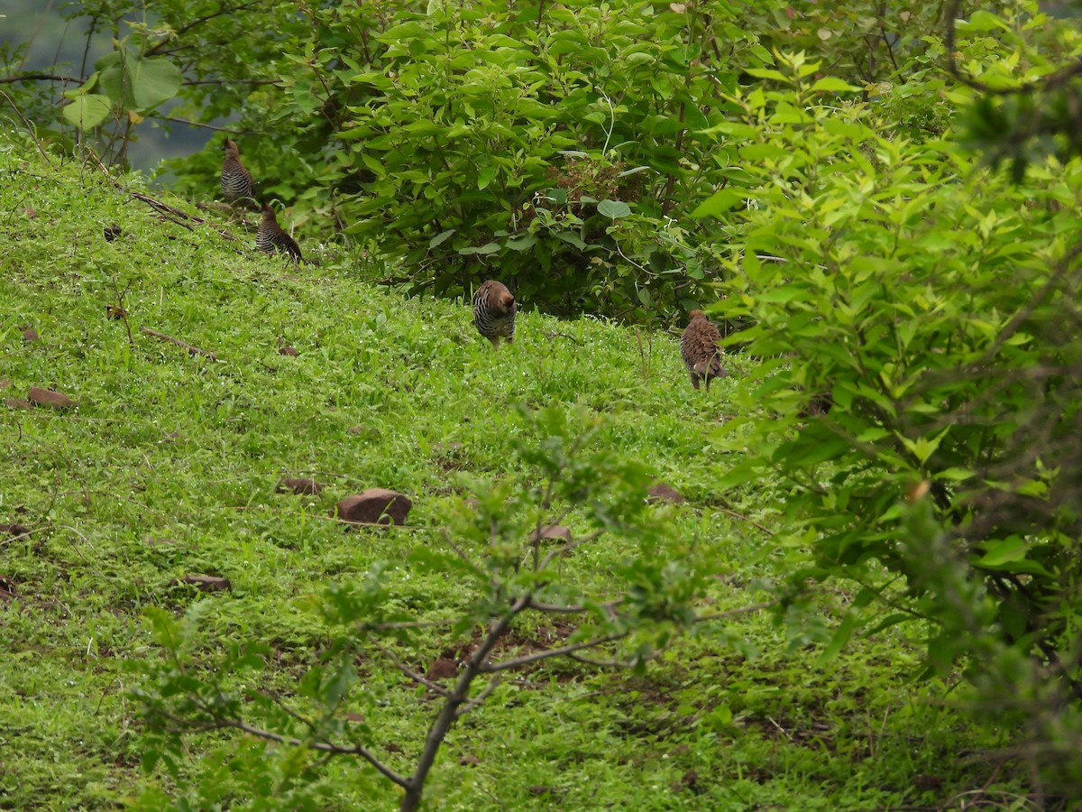 Banded Quail - ML646291467