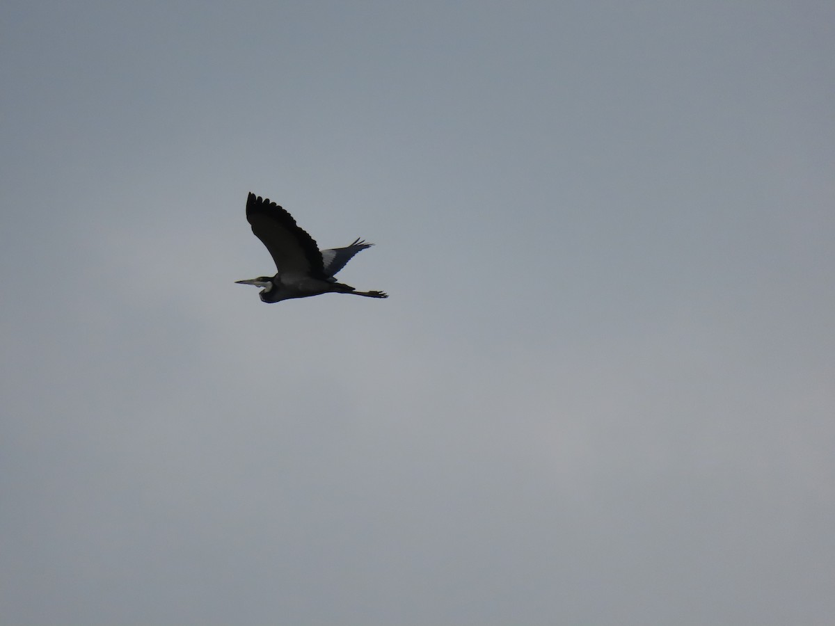 Héron mélanocéphale - ML646291468