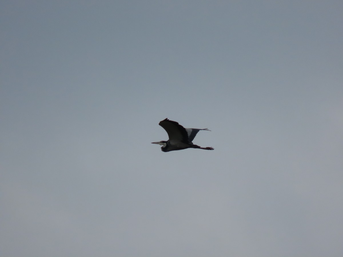 Héron mélanocéphale - ML646291469