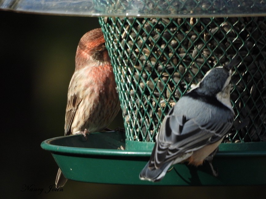 Roselin familier - ML646291472