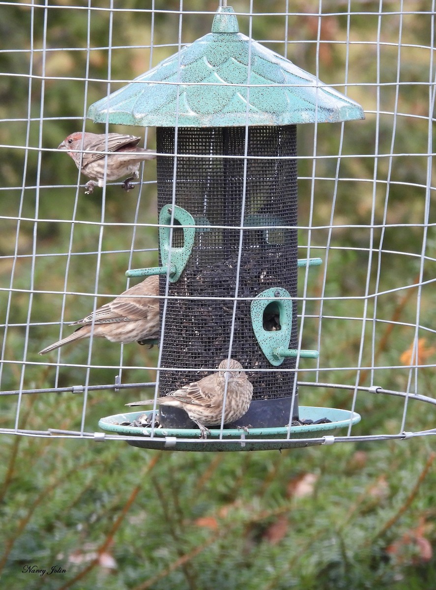 Roselin familier - ML646291474