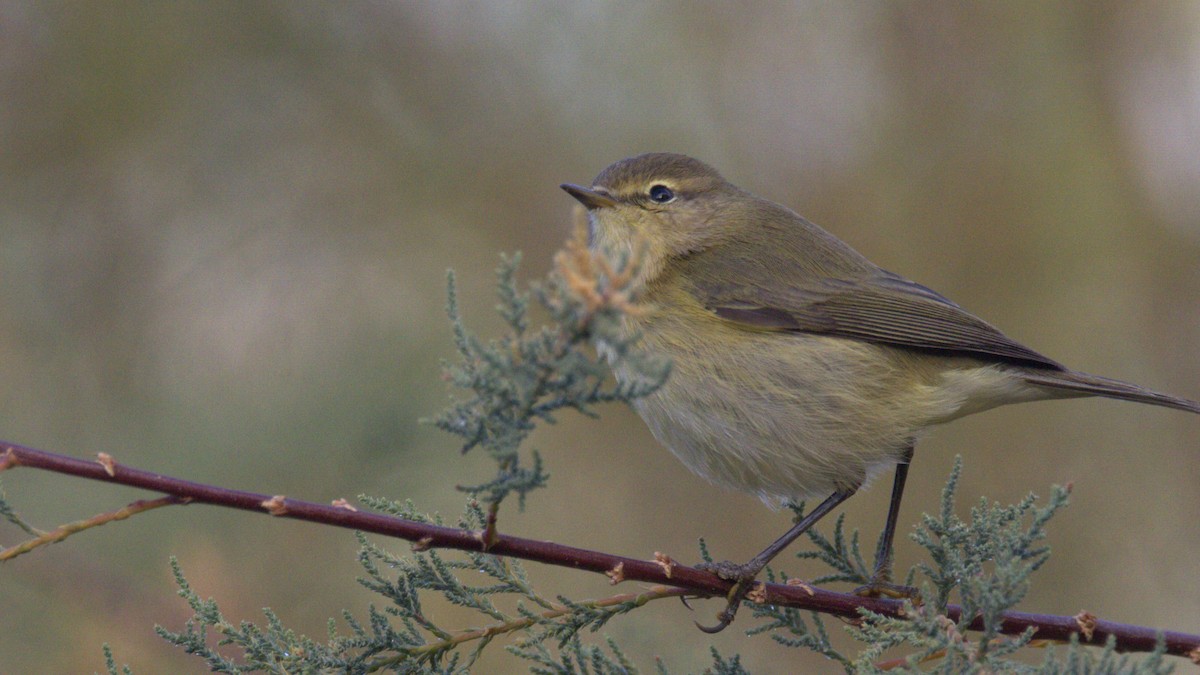 Урианхайн дууч шувуу - ML646291476