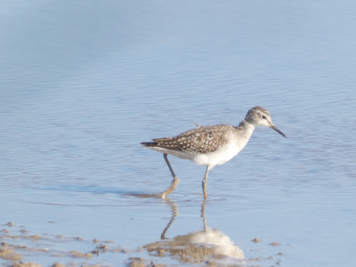 vodouš bahenní - ML646291477