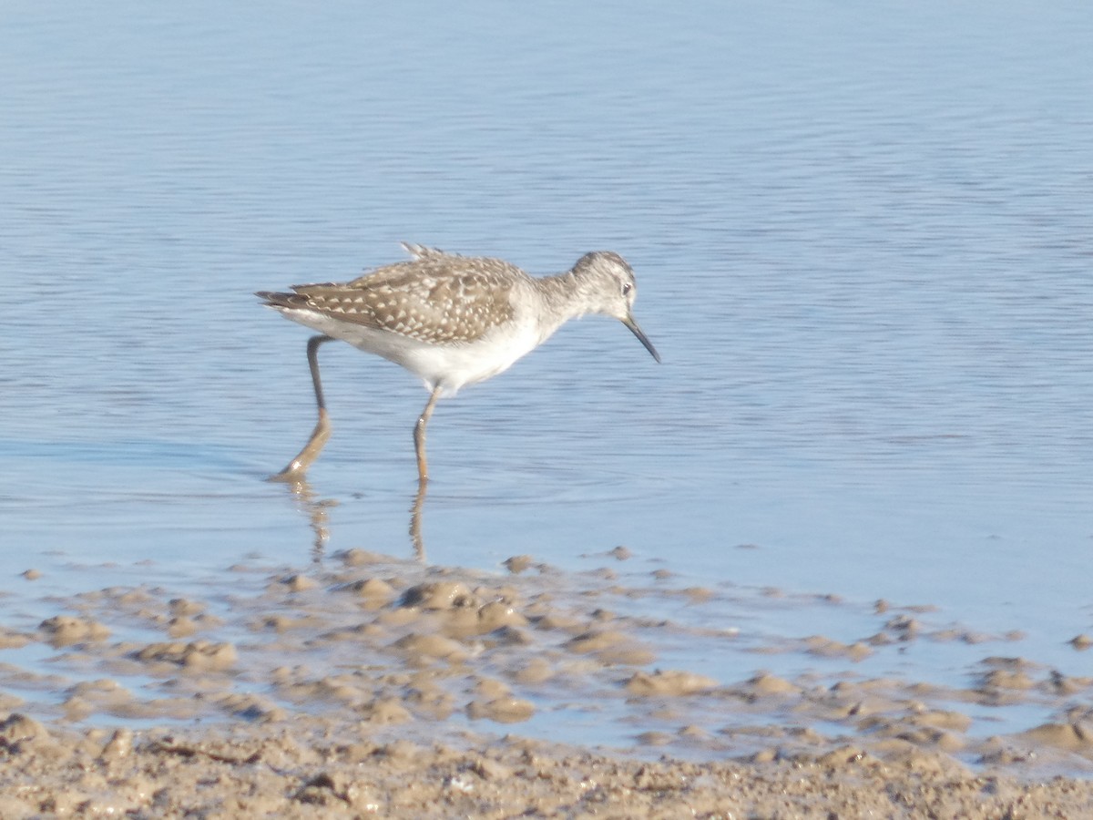 vodouš bahenní - ML646291478