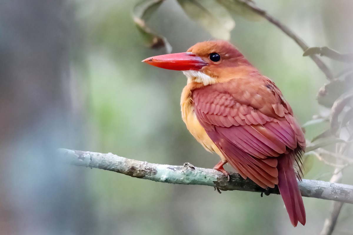 Ruddy Kingfisher - ML646291483