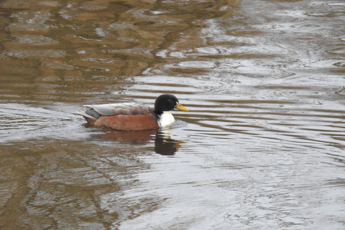 Anatra germanata - ML646291484