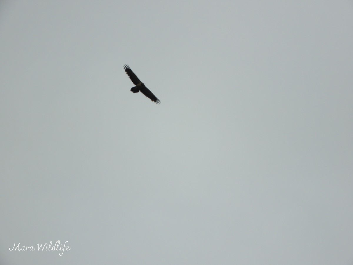 orlosup bradatý - ML646291485