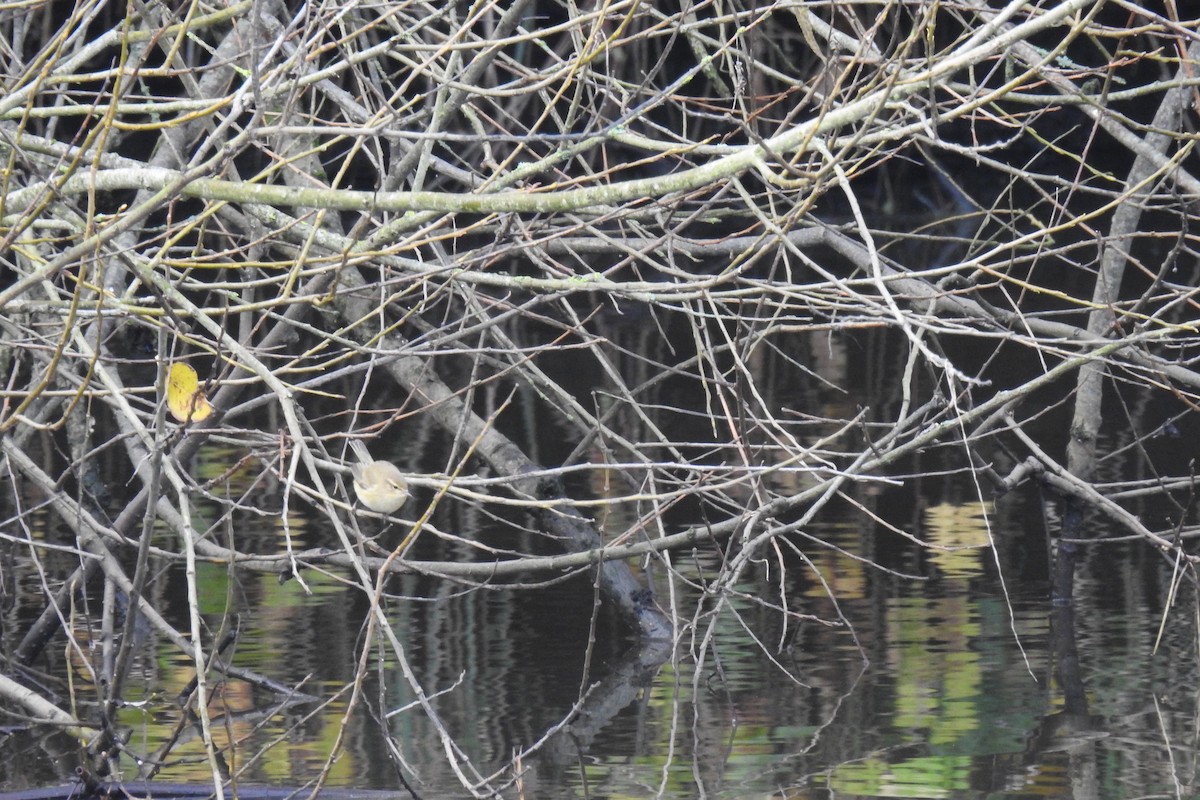 Luì piccolo - ML646291491