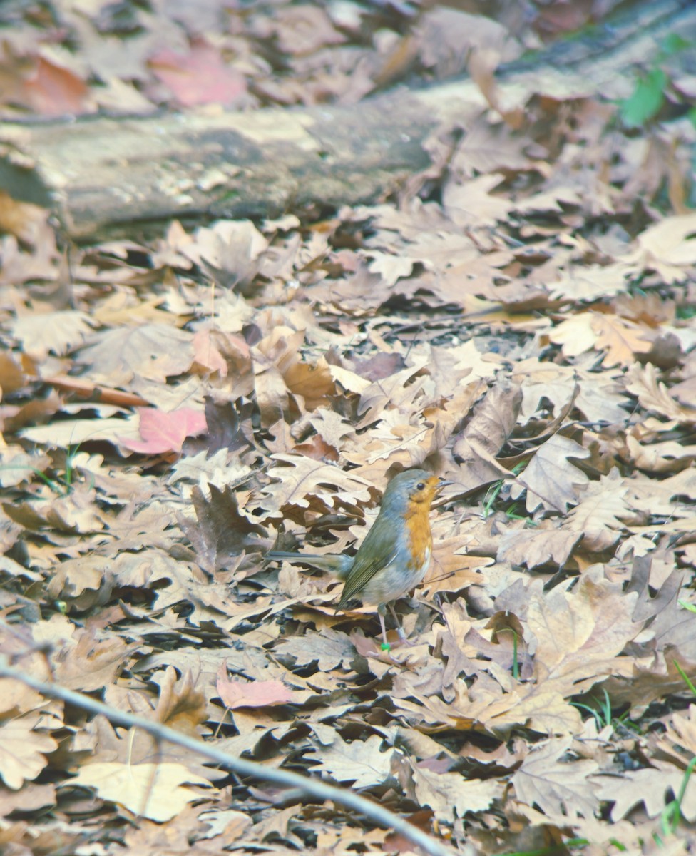 European Robin - ML646291493