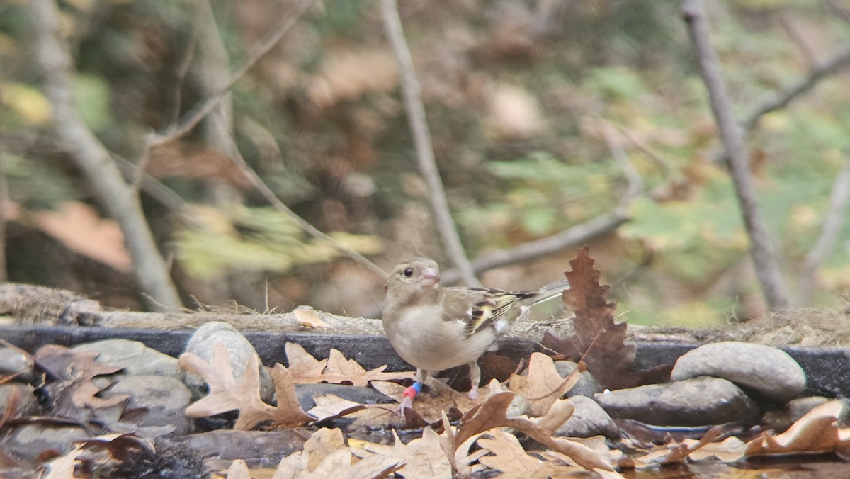 Common Chaffinch - ML646291497