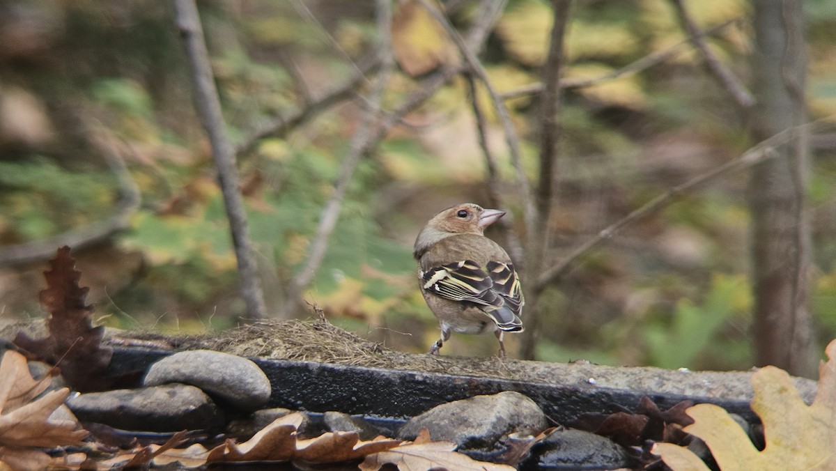 Common Chaffinch - ML646291498