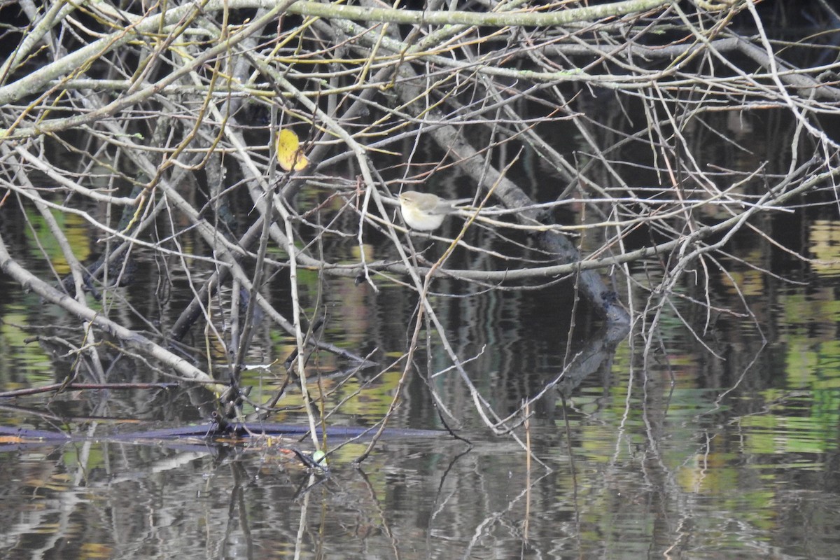 Luì piccolo - ML646291501