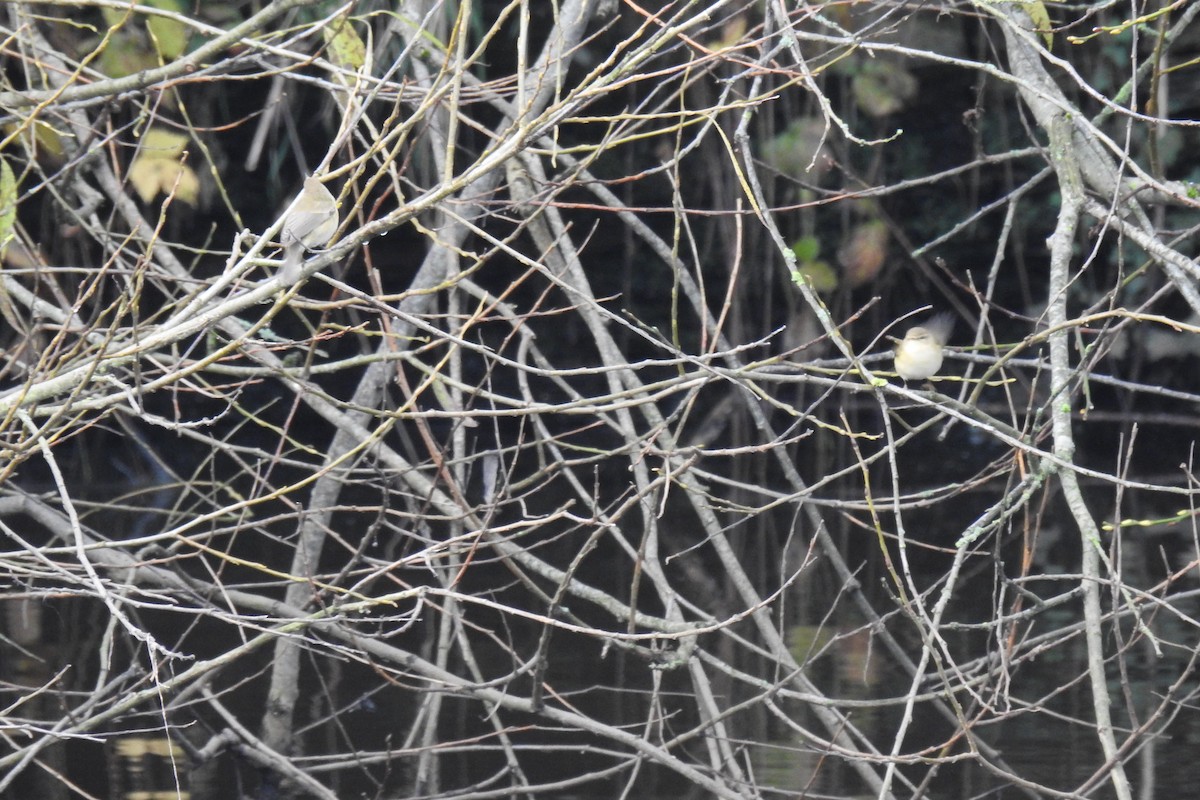 Luì piccolo - ML646291502