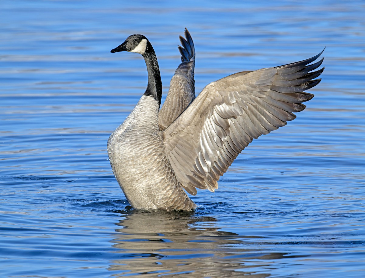 Canada Goose - ML646291513