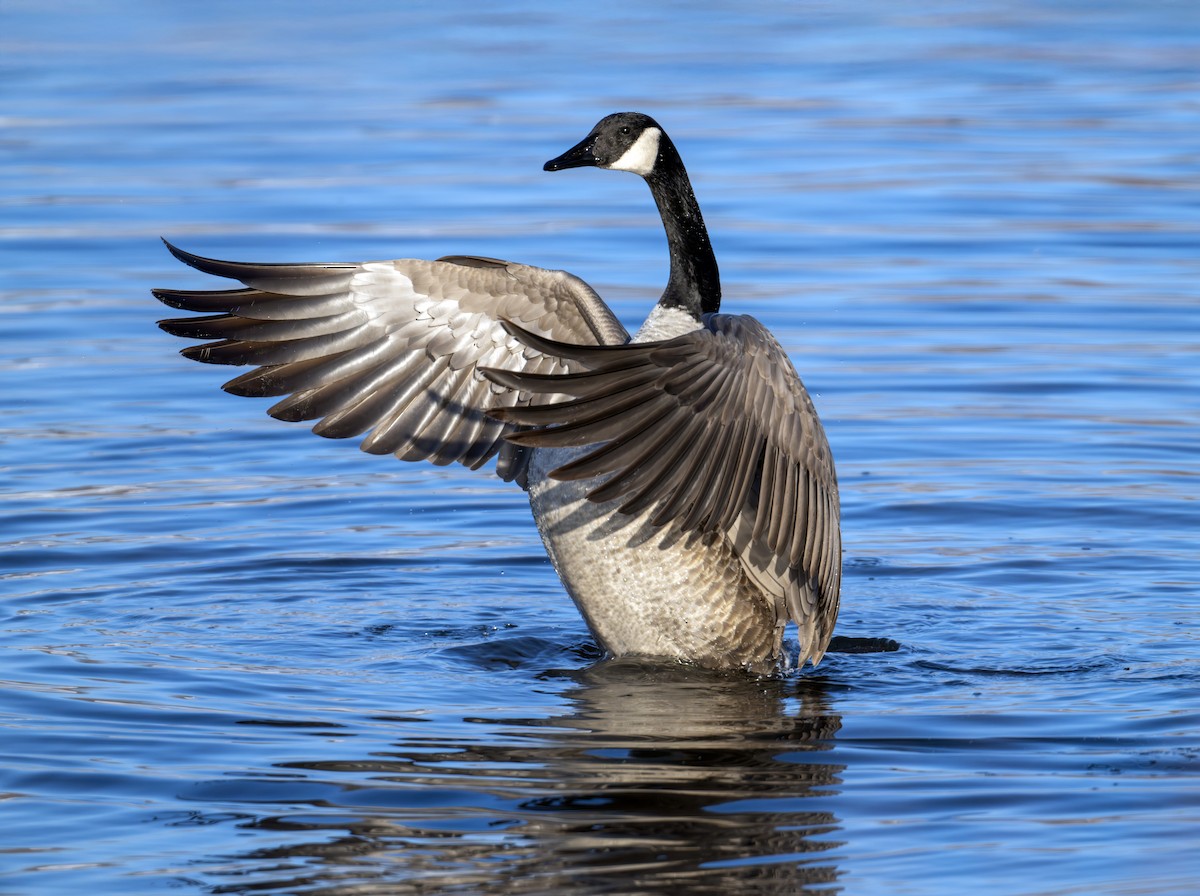Canada Goose - ML646291514