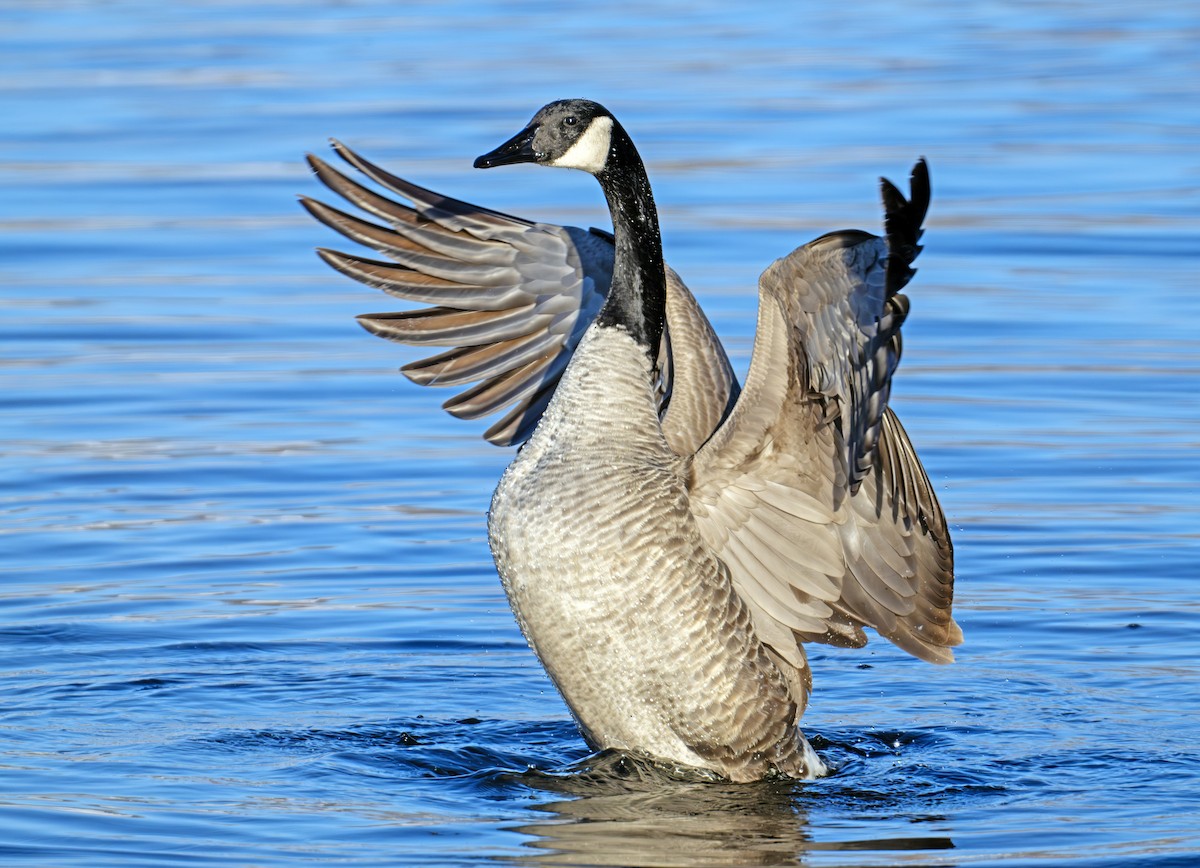 Canada Goose - ML646291515