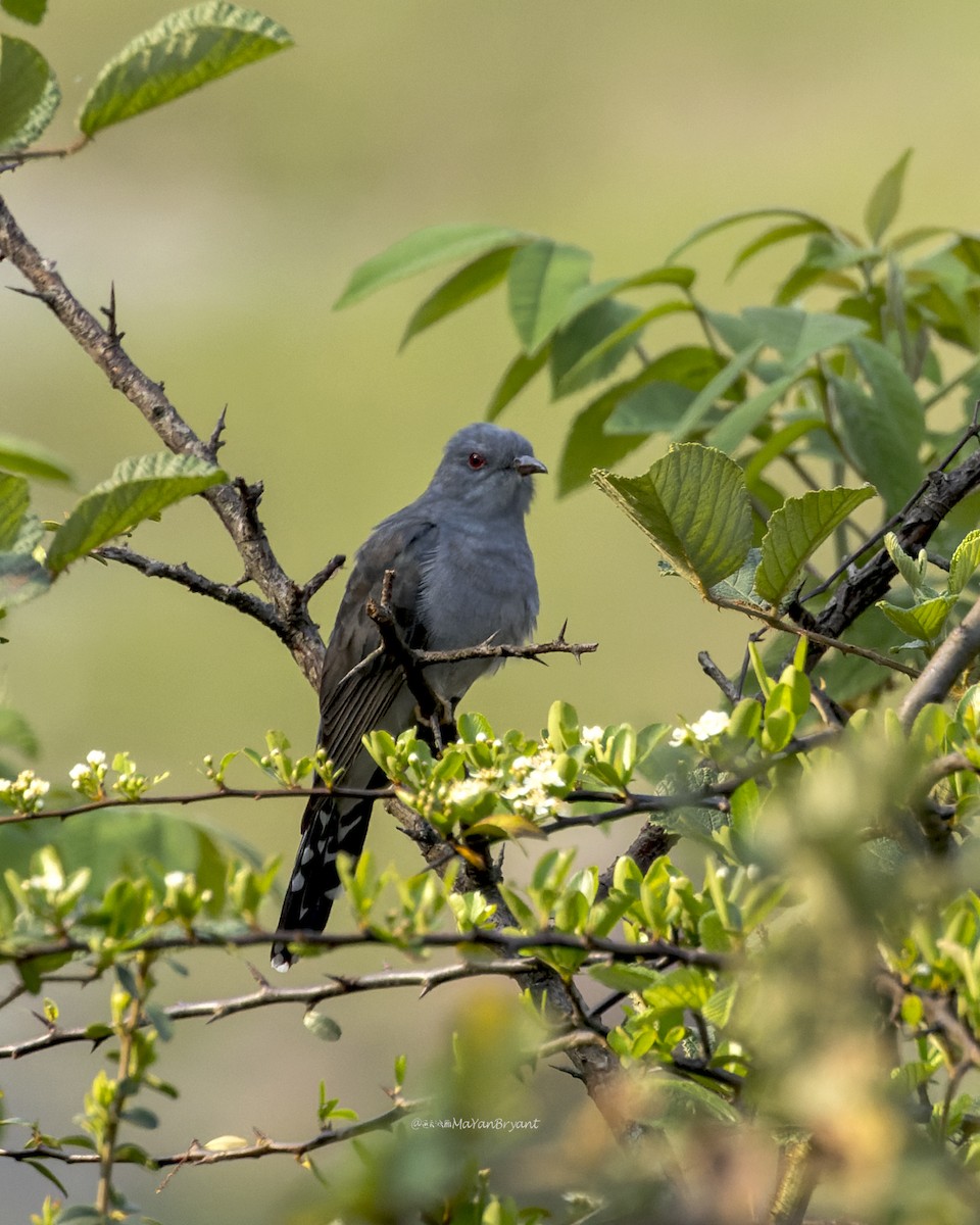 Cuco Pechigrís - ML646291518