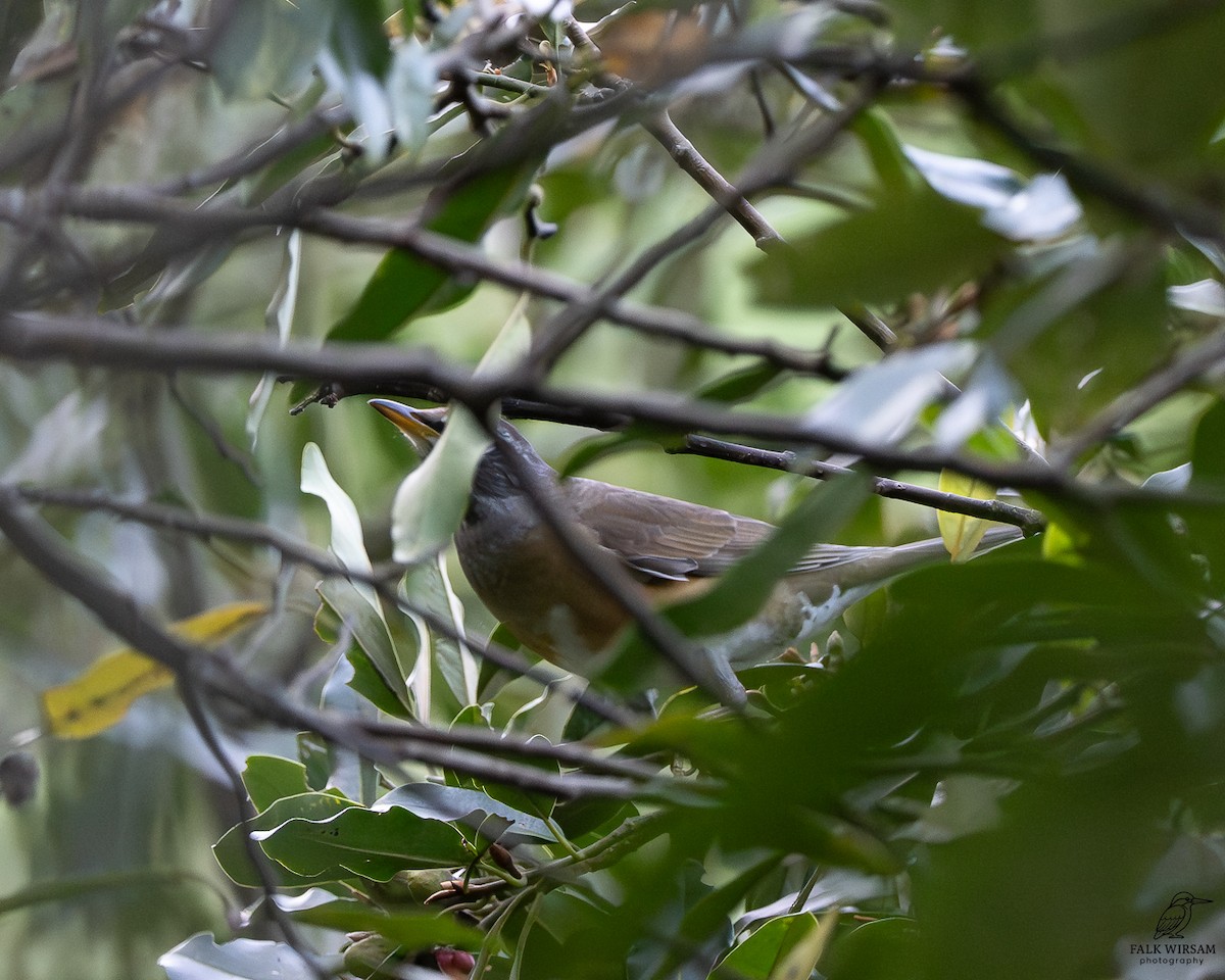 Eyebrowed Thrush - ML646291533