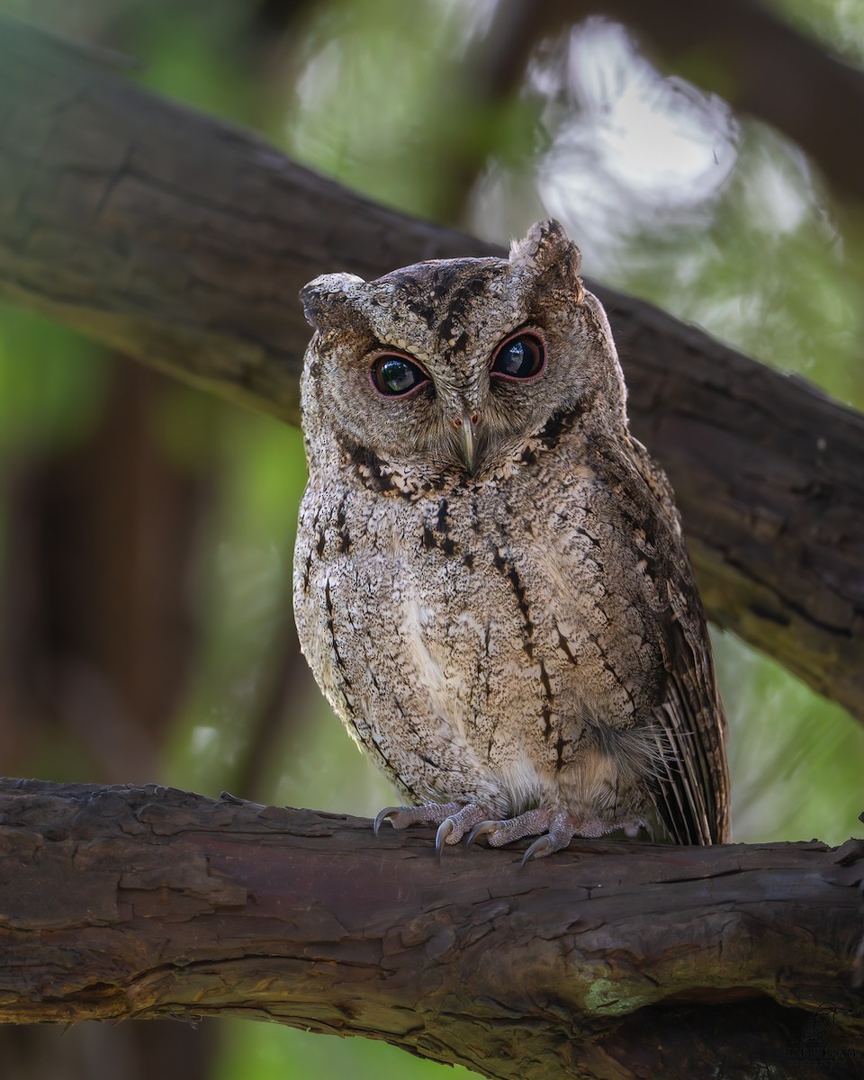 Collared Scops-Owl - ML646291541