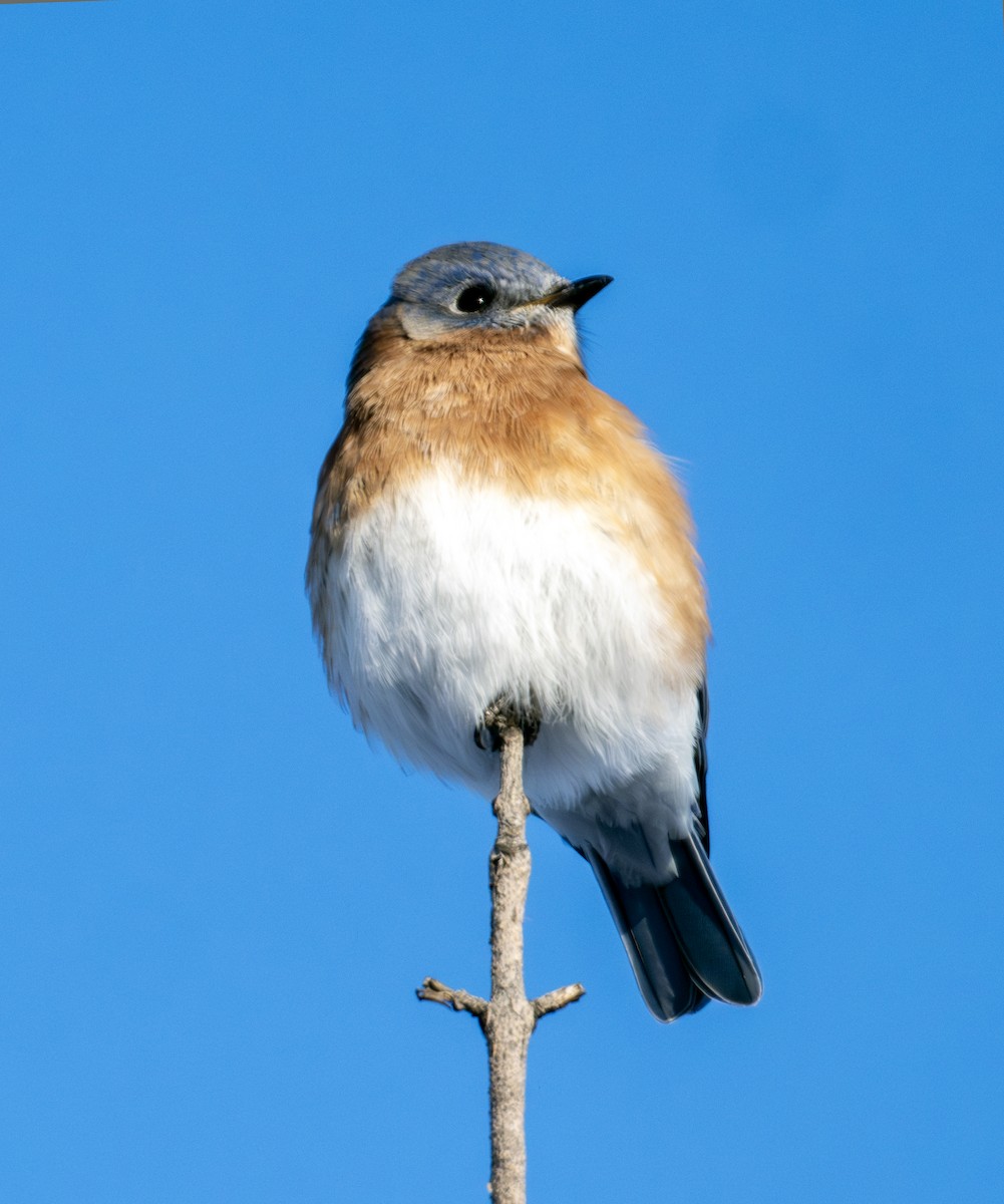Eastern Bluebird - ML646291543