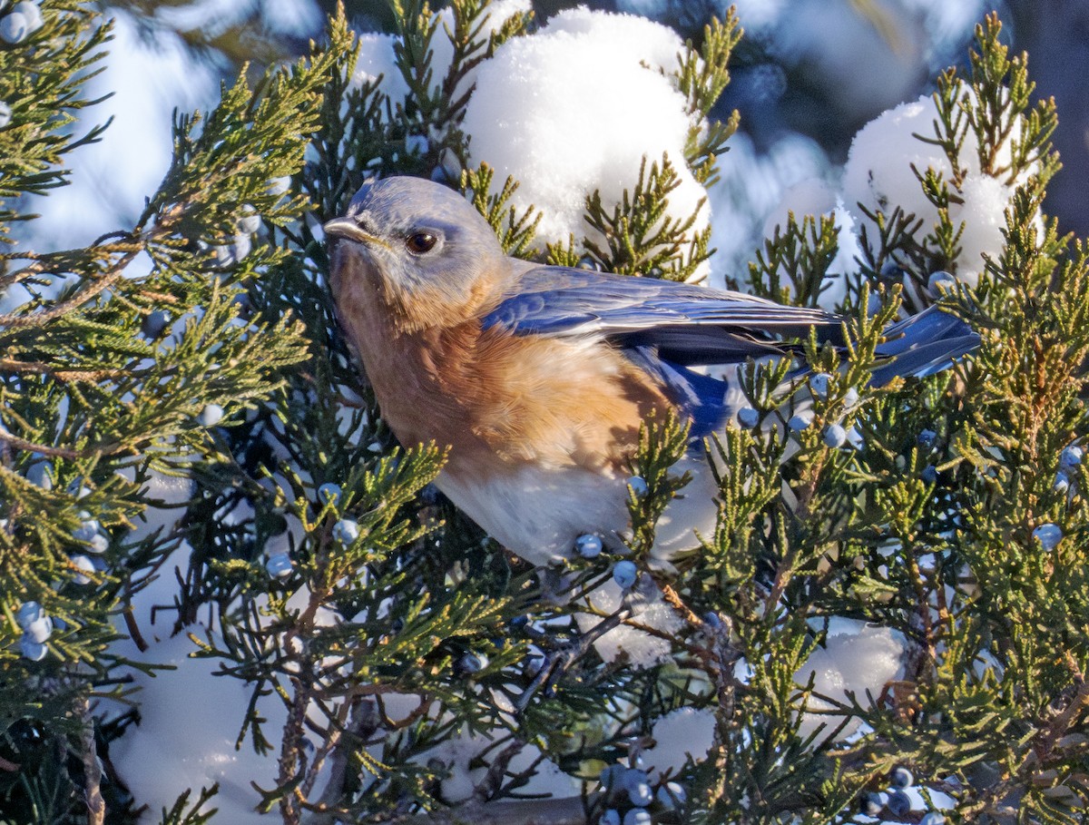 Eastern Bluebird - ML646291544