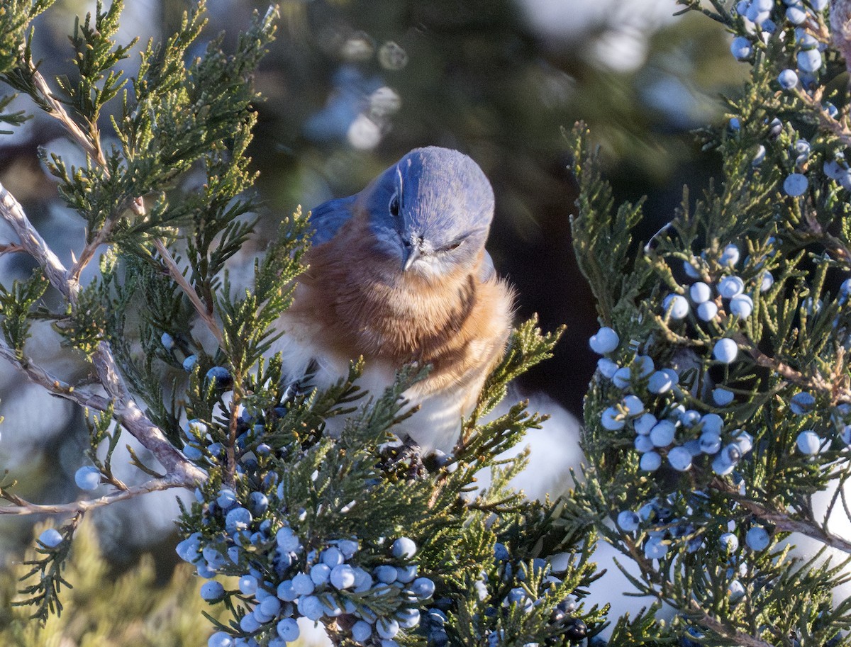 Eastern Bluebird - ML646291545