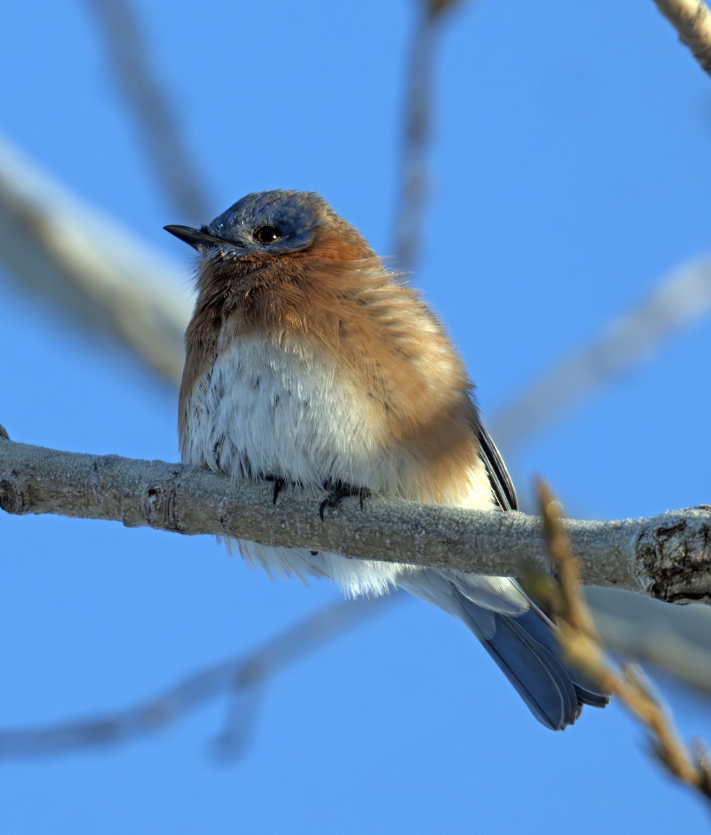 Eastern Bluebird - ML646291546