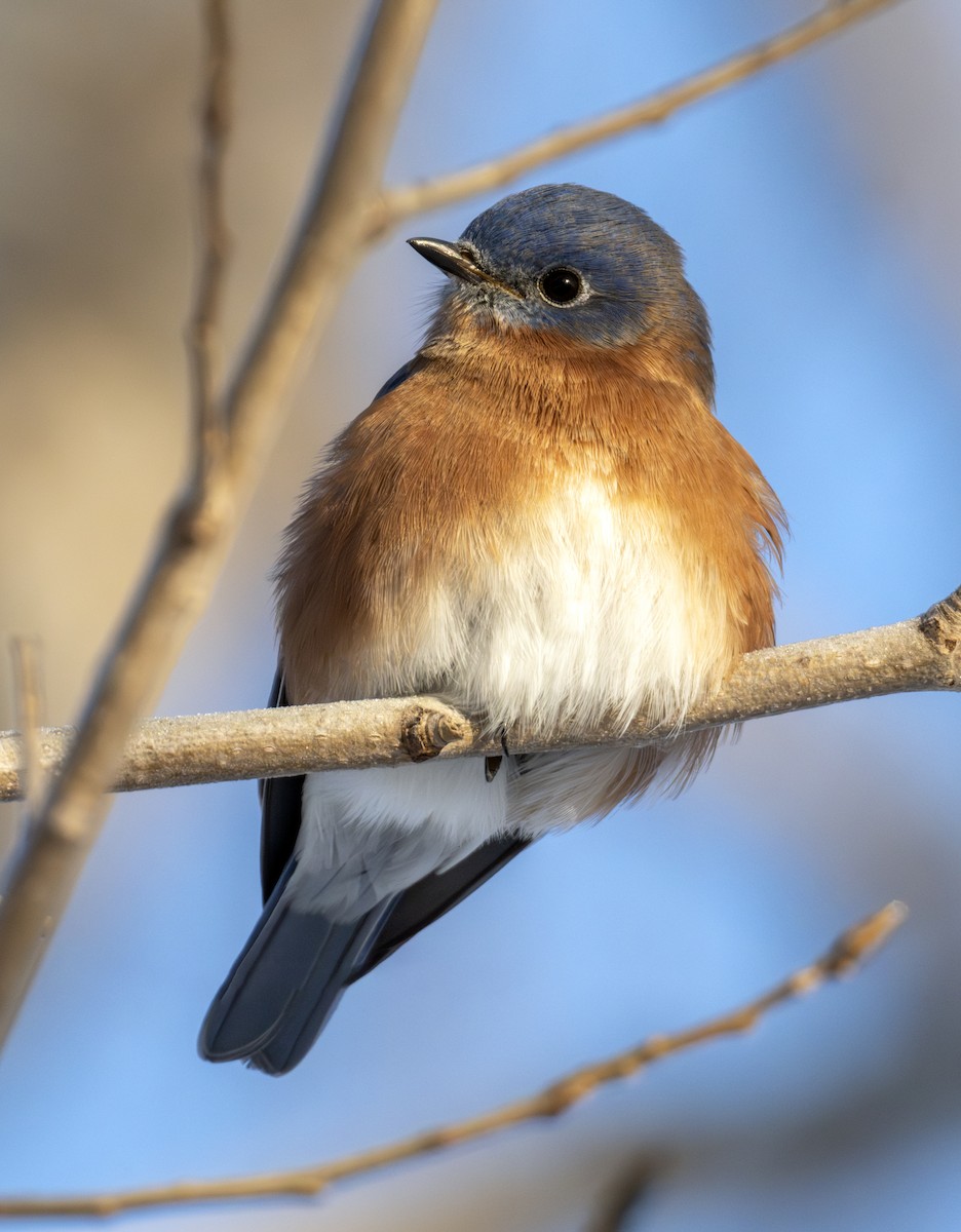 Eastern Bluebird - ML646291547