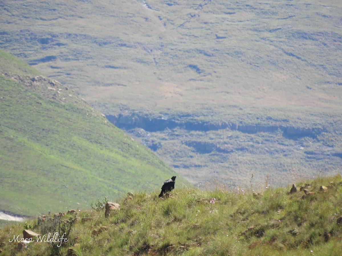 Cape Crow - ML646291549