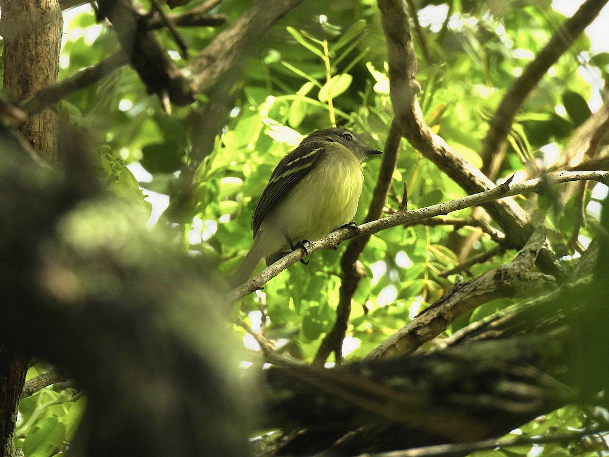 Pale-tipped Tyrannulet - ML646291552