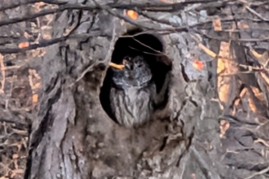 Сова неоарктична - ML646291556