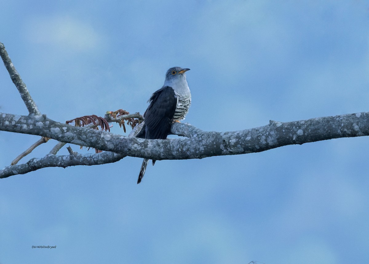 orientgjøk - ML646291558