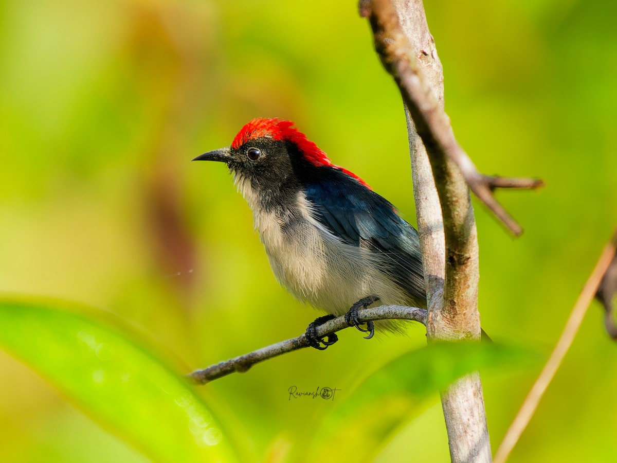 Scarlet-backed Flowerpecker - ML646291560