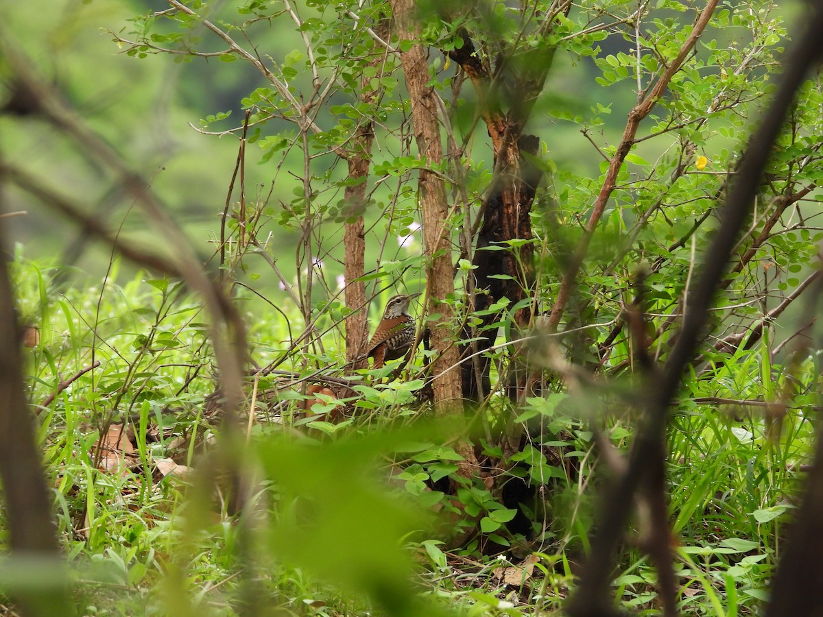 Kara Göğüslü Serçe - ML646291563