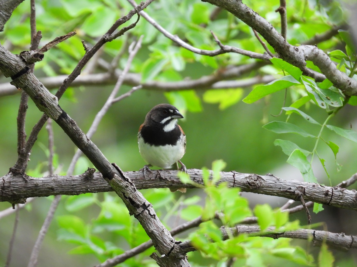 Kara Göğüslü Serçe - ML646291564