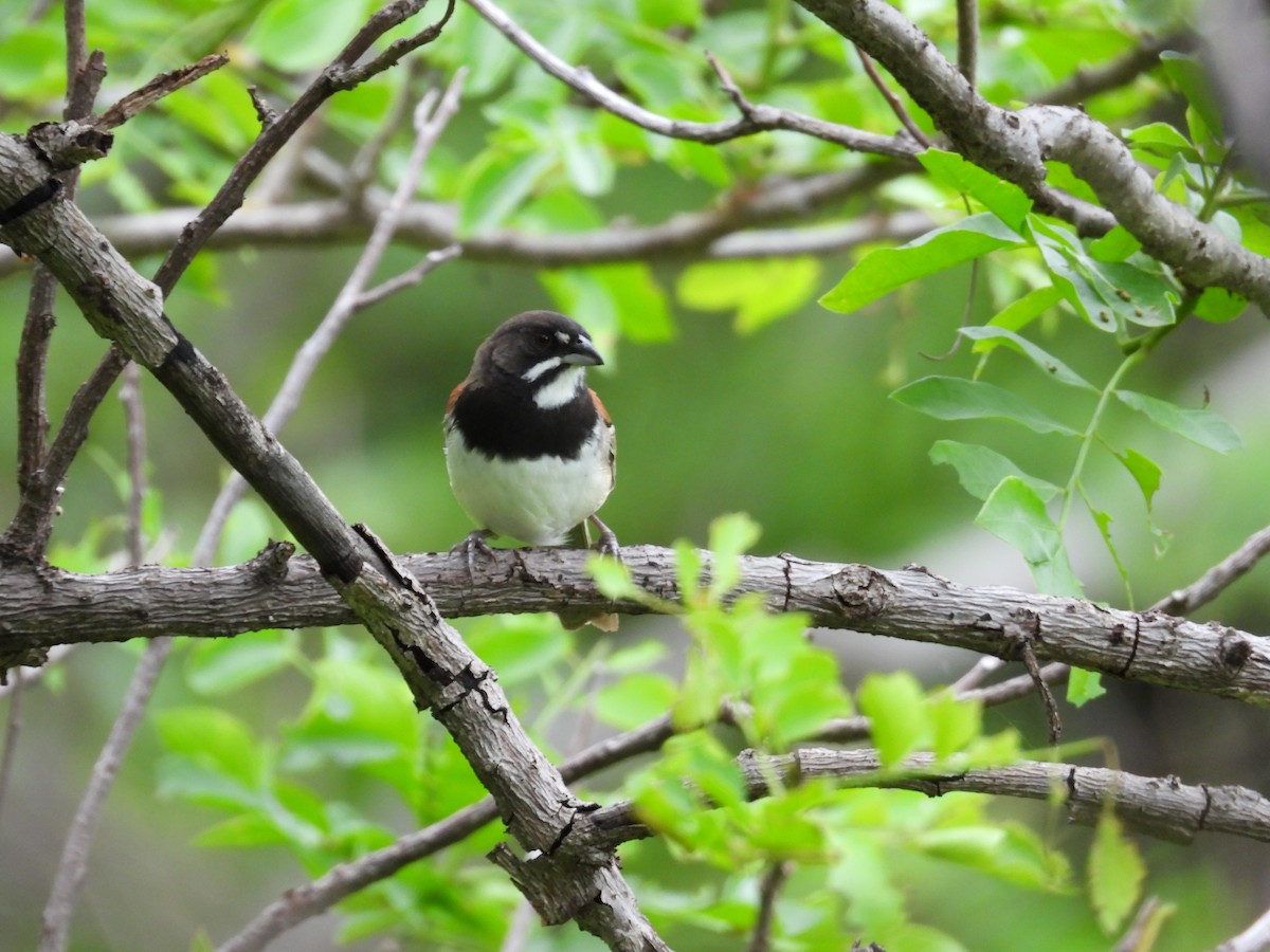 Kara Göğüslü Serçe - ML646291565