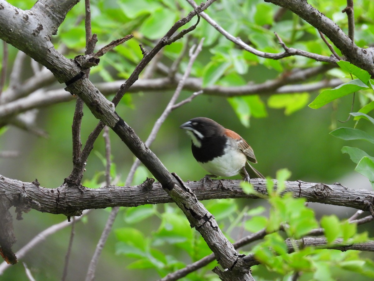 Kara Göğüslü Serçe - ML646291566