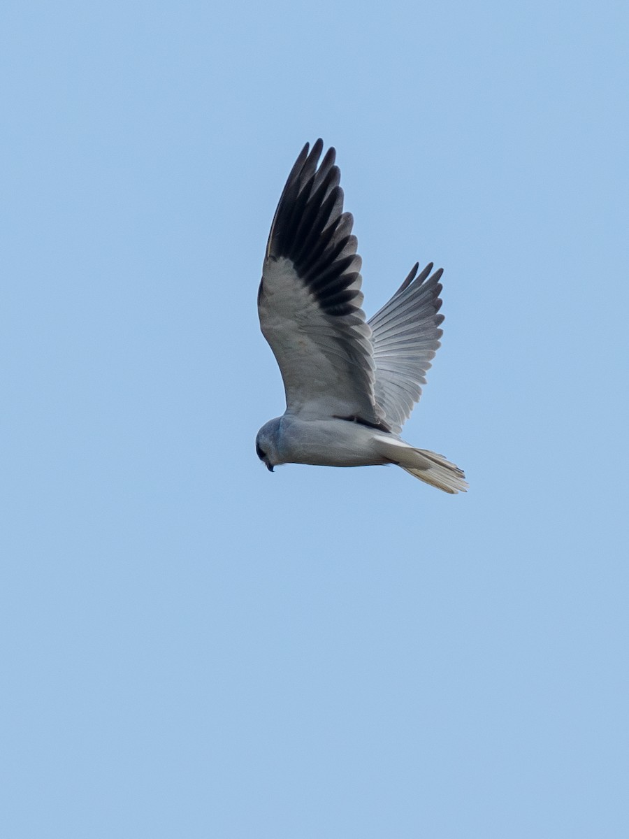 Black-winged Kite - ML646291571