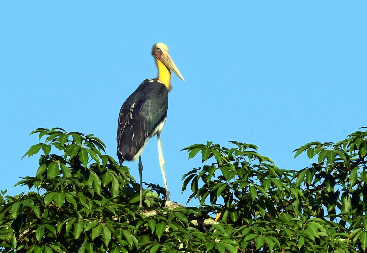 Lesser Adjutant - ML646291579