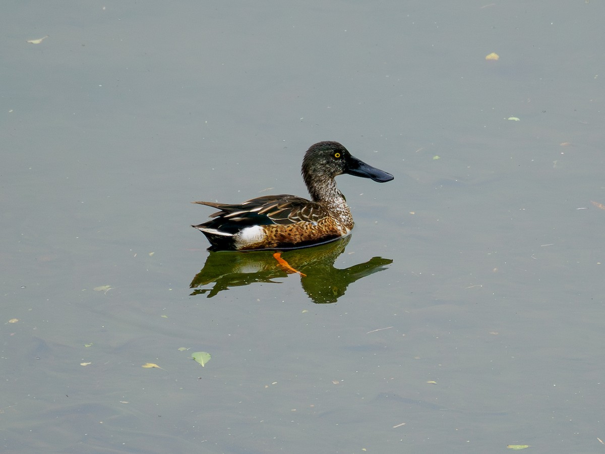 Northern Shoveler - ML646291591