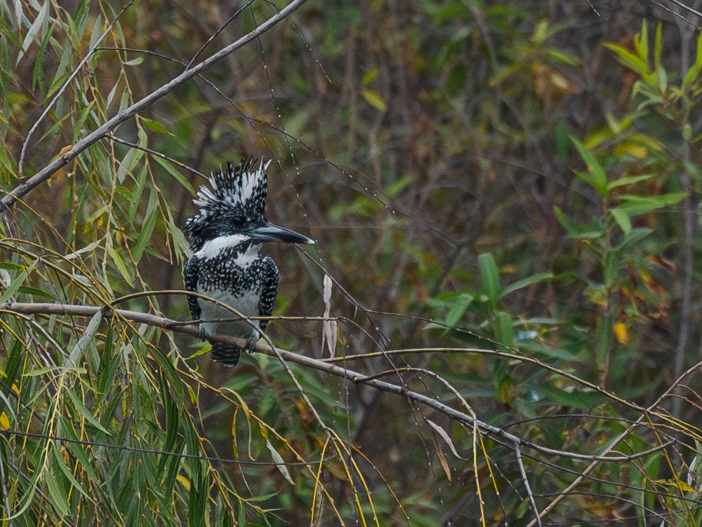 Crested Kingfisher - ML646291595